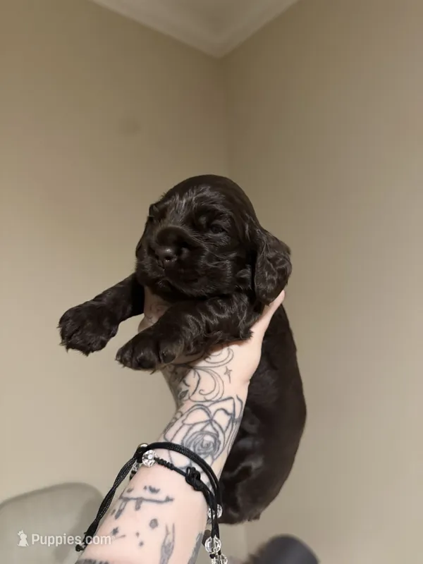 bear  – Cocker Spaniel puppy for sale in Tampa, FL