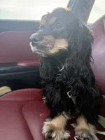 lady, a female Cocker Spaniel for sale in Tampa, FL – 4 of 4