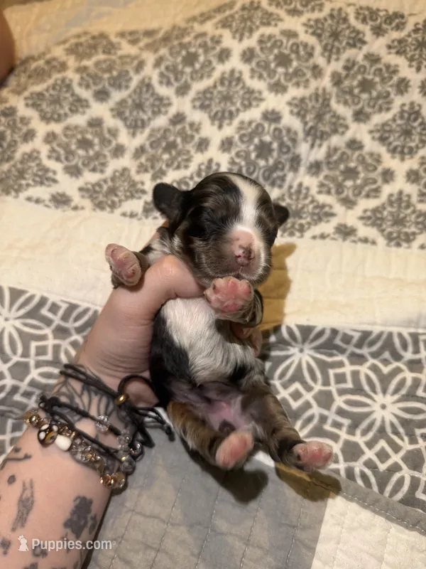 lucy  – Cocker Spaniel puppy for sale in Tampa, FL