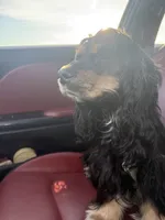 lady, a female Cocker Spaniel for sale in Tampa, FL – 2 of 4