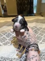 lucy , a female Cocker Spaniel for sale in Tampa, FL – 2 of 4