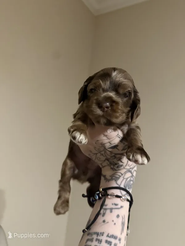 teddy (chocolate merle) – Cocker Spaniel puppy for sale in Tampa, FL