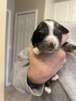 lucy (black and tan merle), a female English Cocker Spaniel for sale in Tampa, FL – 4 of 6