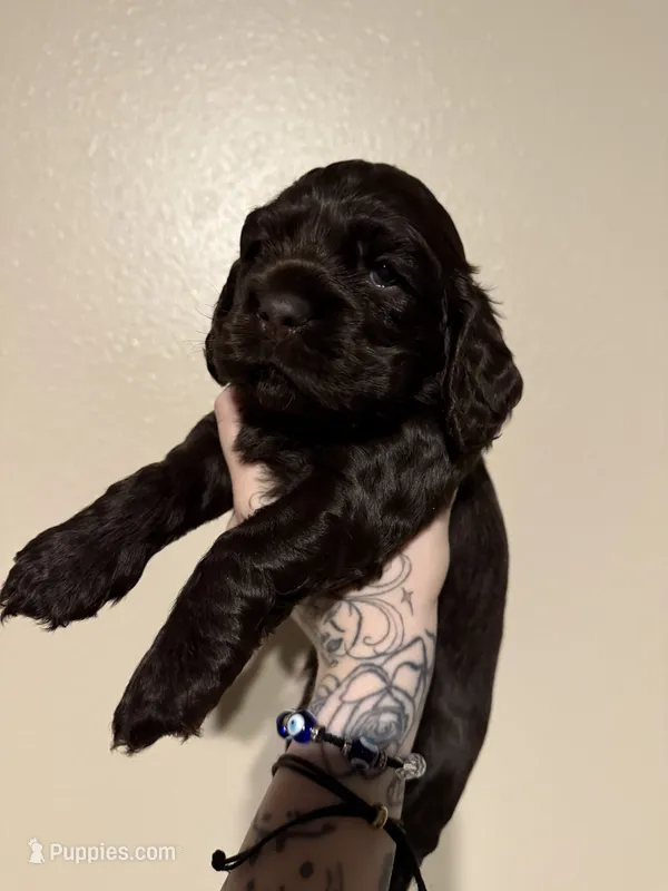 bear  – Cocker Spaniel puppy for sale in Tampa, FL