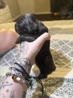 bear , a male Cocker Spaniel for sale in Tampa, FL – 2 of 4