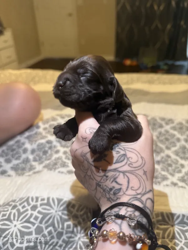 bear – English Cocker Spaniel puppy for sale in Tampa, FL