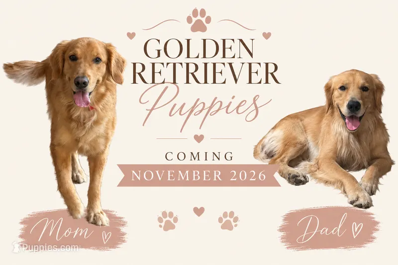 golden retriever puppies coming soon – Golden Retriever puppy for sale in Tampa, FL