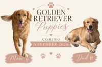 golden retriever puppies coming soon, a  Golden Retriever for sale in Tampa, FL – 1 of 1