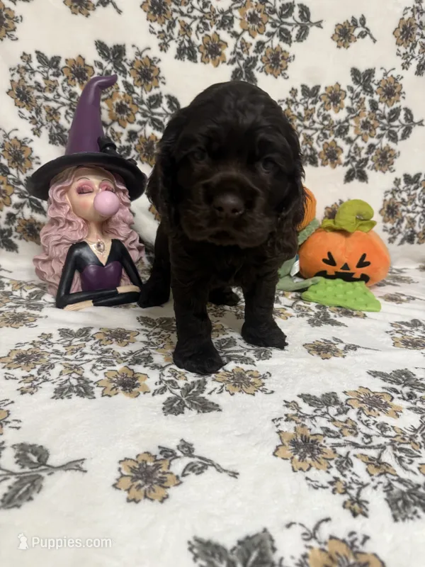 bear  – Cocker Spaniel puppy for sale in Tampa, FL
