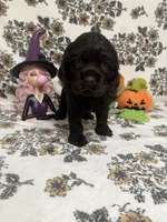 bear , a male Cocker Spaniel for sale in Tampa, FL – 1 of 4