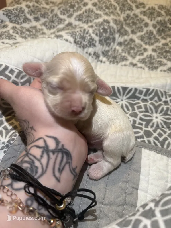 simon – English Cocker Spaniel puppy for sale in Tampa, FL