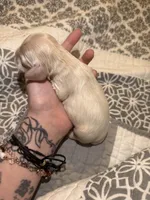 simon, a male Cocker Spaniel for sale in Tampa, FL – 3 of 5