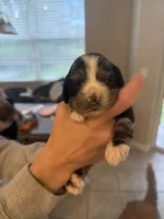 lucy (black and tan merle), a female English Cocker Spaniel for sale in Tampa, FL – 3 of 6