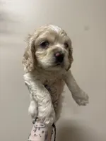 simon, a male Cocker Spaniel for sale in Tampa, FL – 1 of 5
