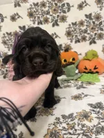 bear , a male Cocker Spaniel for sale in Tampa, FL – 2 of 4