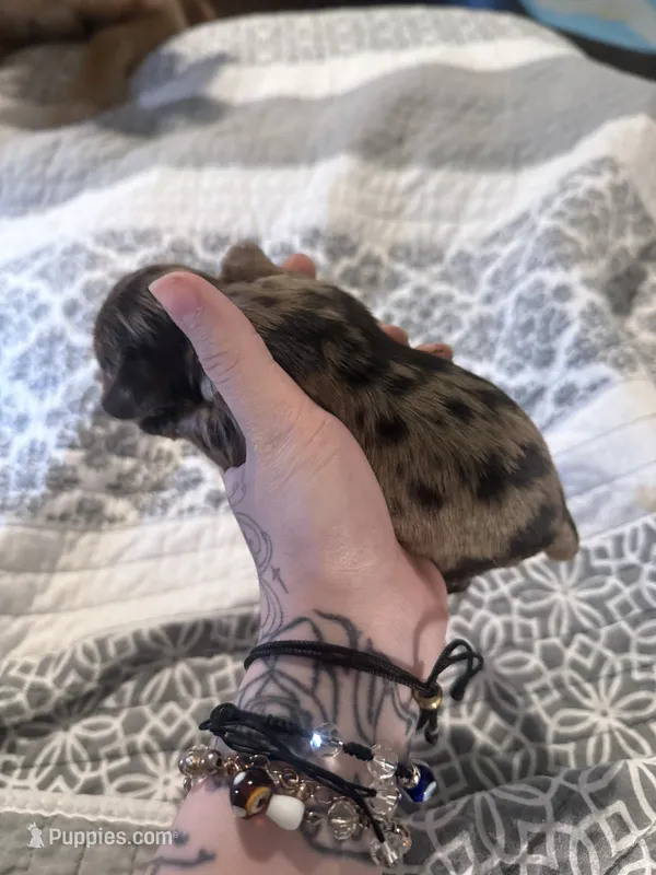 teddy – English Cocker Spaniel puppy for sale in Tampa, FL