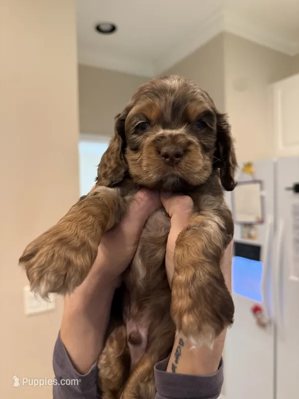 teddy (chocolate merle) – Cocker Spaniel puppy on hold in Tampa, FL