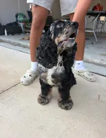 cocker spaniel puppies COMING SOON, a  Cocker Spaniel for sale in Tampa, FL – 2 of 2