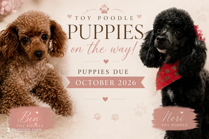 toy poodle puppies coming soon  – Poodle - Toy  puppy for sale in Tampa, FL