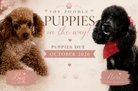 toy poodle puppies coming soon , a  Poodle - Toy  for sale in Tampa, FL – 1 of 1