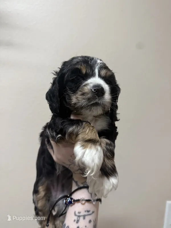 lucy (black and tan merle) – Cocker Spaniel puppy for sale in Tampa, FL