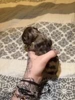 teddy, a male Cocker Spaniel for sale in Tampa, FL – 3 of 3