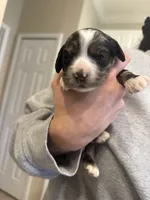 lucy (black and tan merle), a female Cocker Spaniel for sale in Tampa, FL – 1 of 6
