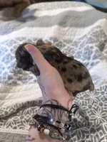 teddy, a male Cocker Spaniel for sale in Tampa, FL – 2 of 3