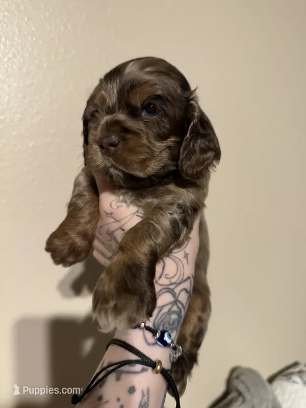 teddy (chocolate merle) – Cocker Spaniel puppy for sale in Tampa, FL