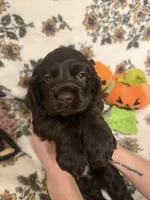 bear , a male Cocker Spaniel for sale in Tampa, FL – 4 of 4