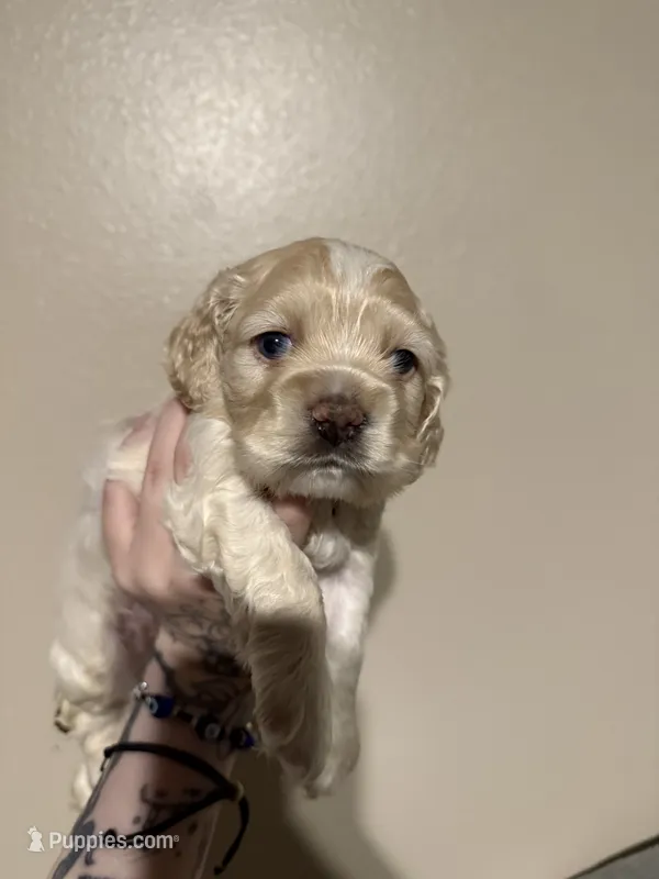 simon – Cocker Spaniel puppy for sale in Tampa, FL