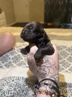 bear , a male Cocker Spaniel for sale in Tampa, FL – 4 of 4