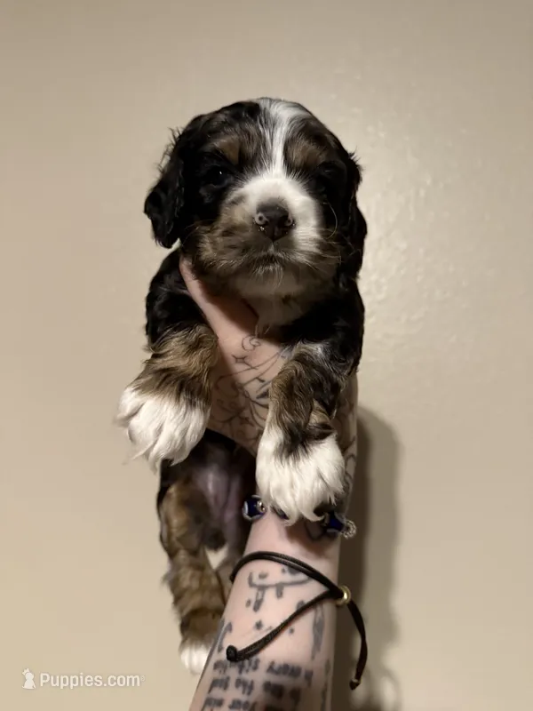 lucy (black and tan merle) – Cocker Spaniel puppy for sale in Tampa, FL