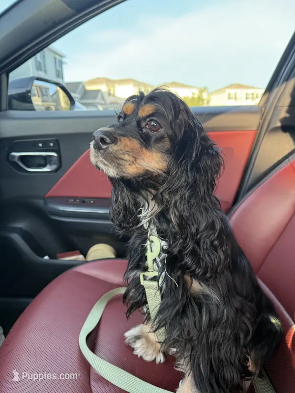 cocker spaniel puppies COMING SOON – Cocker Spaniel puppy for sale in Tampa, FL