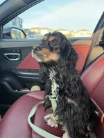 cocker spaniel puppies COMING SOON, a  Cocker Spaniel for sale in Tampa, FL – 1 of 2