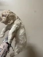 simon, a male Cocker Spaniel for sale in Tampa, FL – 5 of 5