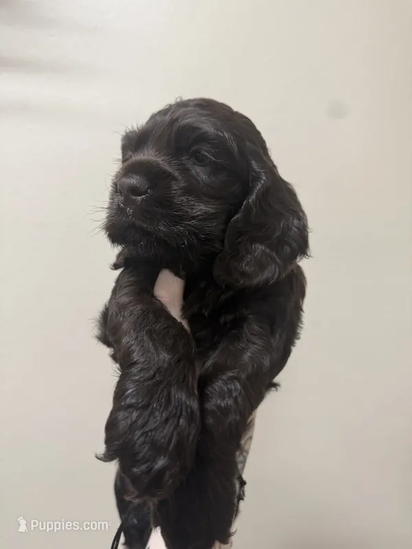 bear  – Cocker Spaniel puppy for sale in Tampa, FL
