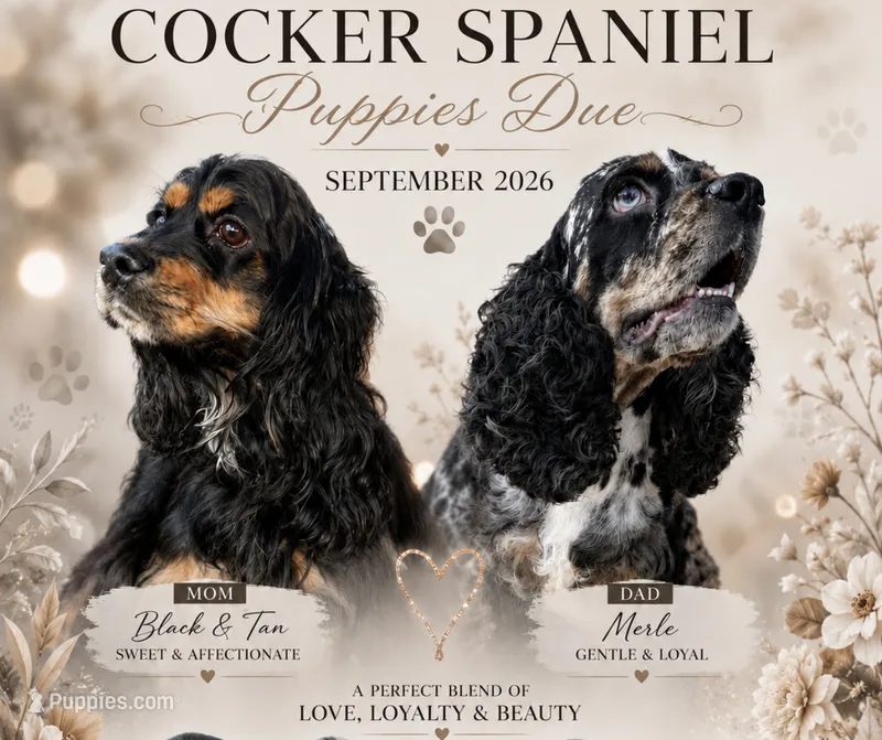 cocker spaniel puppies COMING SOON – Cocker Spaniel puppy for sale in Tampa, FL