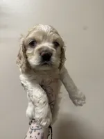 simon, a male Cocker Spaniel for sale in Tampa, FL – 2 of 5