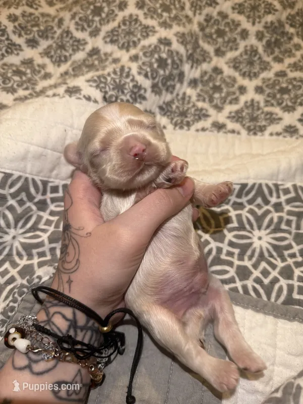 simon – Cocker Spaniel puppy for sale in Tampa, FL