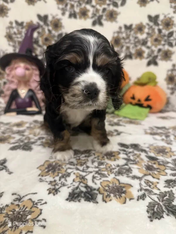 lucy (black and tan merle) – Cocker Spaniel puppy for sale in Tampa, FL