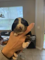 lucy (black and tan merle), a female Cocker Spaniel for sale in Tampa, FL – 4 of 6