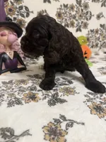 bear , a male Cocker Spaniel for sale in Tampa, FL – 3 of 4