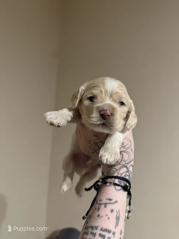 simon – English Cocker Spaniel puppy for sale in Tampa, FL