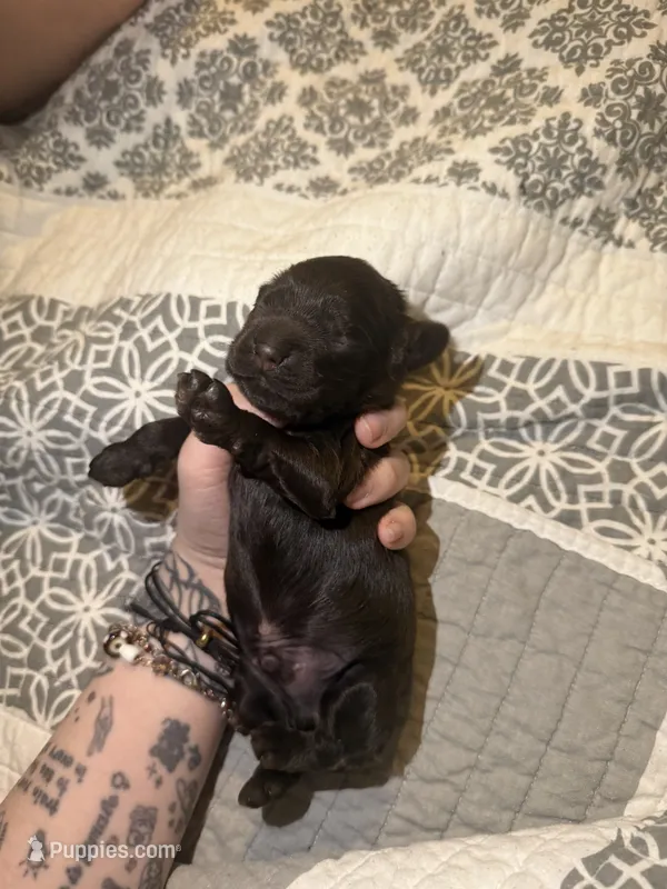 bear  – Cocker Spaniel puppy for sale in Tampa, FL