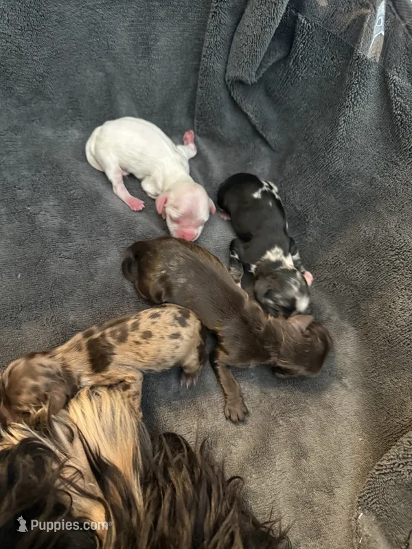 cocker spaniel boy 1 (white) – Cocker Spaniel puppy for sale in Tampa, FL