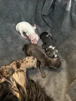 cocker spaniel boy 1 (white), a male Cocker Spaniel for sale in Tampa, FL – 1 of 1