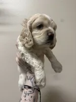 simon, a male Cocker Spaniel for sale in Tampa, FL – 3 of 5
