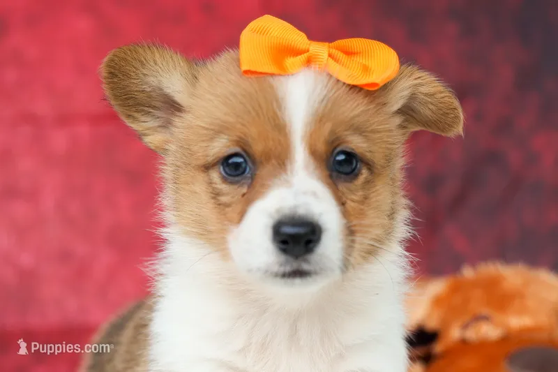 Audrey🦴 – Pembroke Welsh Corgi puppy for sale in Fresno, OH