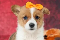 Audrey🦴, a female Pembroke Welsh Corgi for sale in Fresno, OH – 1 of 8